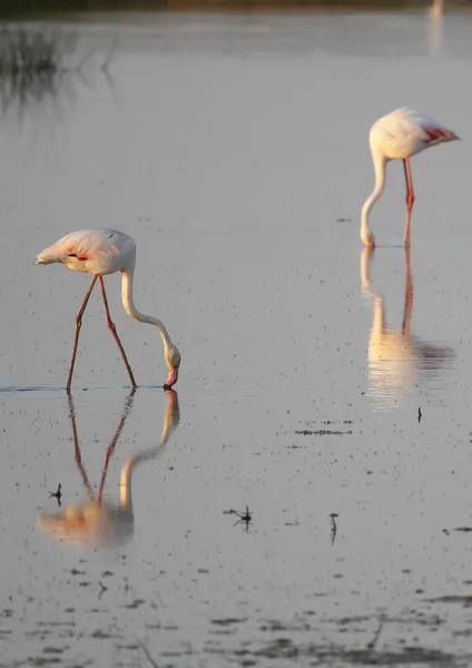 Flamingo rosa — Fotografia de Stock