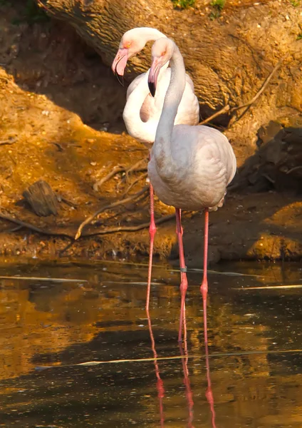 Pink flamingo — Stock Photo, Image