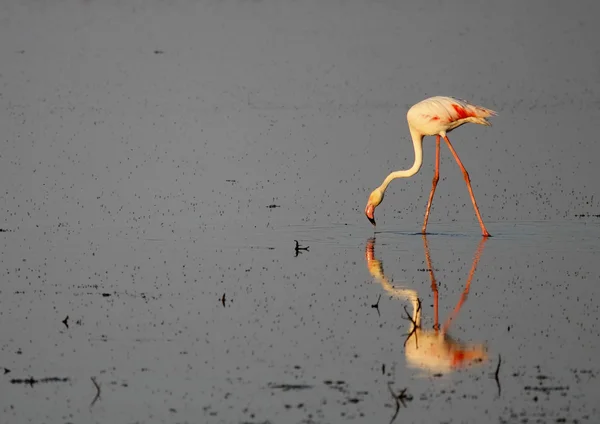 Lyserød flamingo - Stock-foto