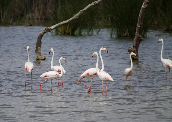 Pink flamingo — Stock Photo, Image