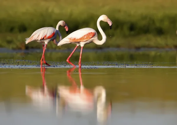 Pink flamingo — Stock Photo, Image