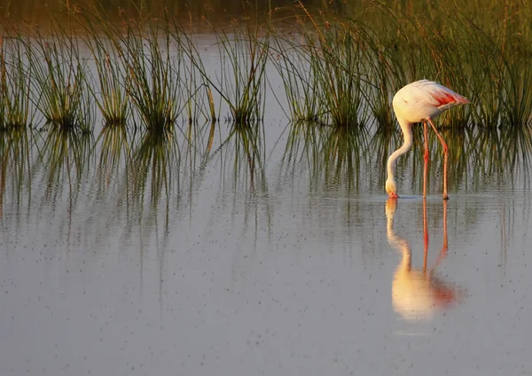 Rosafarbener Flamingo — Stockfoto