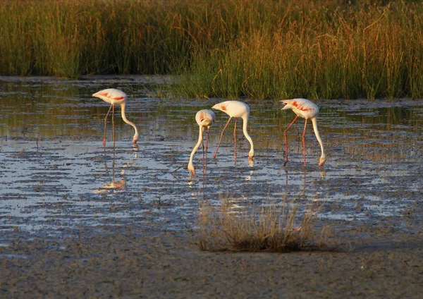 Pink flamingo — Stock Photo, Image