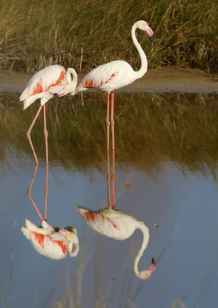 Rosafarbener Flamingo — Stockfoto