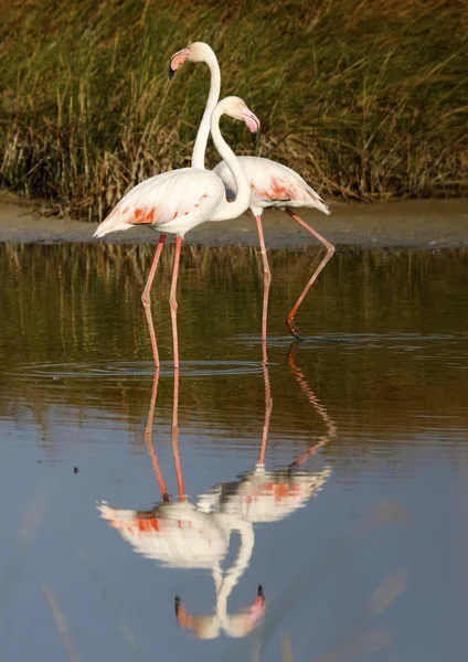 Pink flamingo — Stock Photo, Image