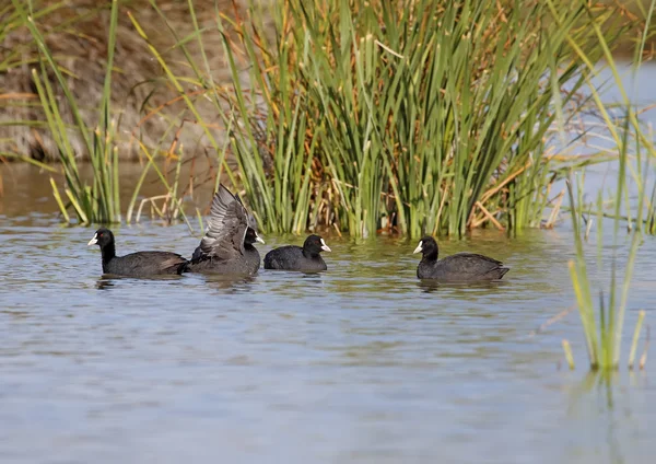 Common coot — Stock Photo, Image