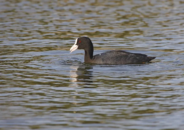 Blässhühner — Stockfoto