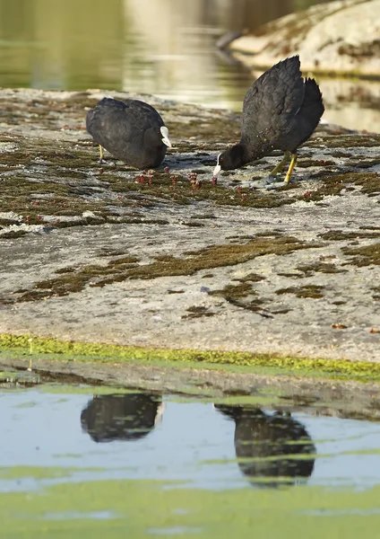 Blässhühner — Stockfoto