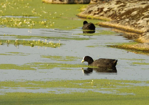 Common coot — Stock Photo, Image