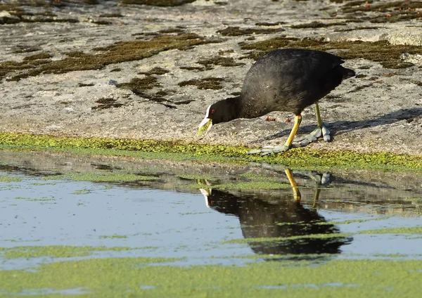 Common coot — Stock Photo, Image