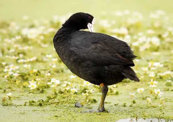 Blässhühner — Stockfoto