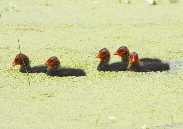 Common coot — Stock Photo, Image