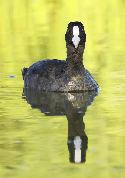 Blässhühner — Stockfoto