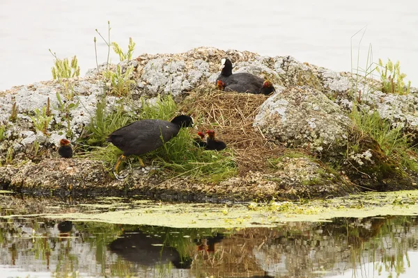 Common coot — Stock Photo, Image