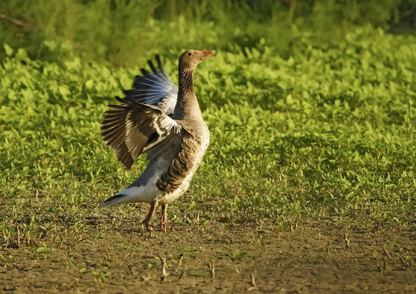 Common goose — Stock Photo, Image