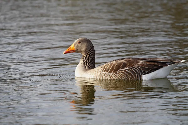 Gemeine Gans — Stockfoto