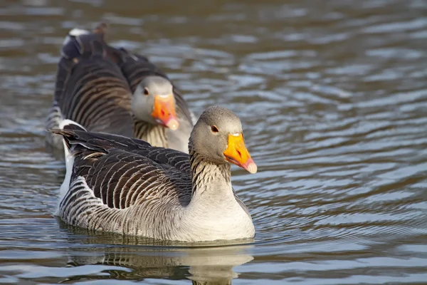 Gemeine Gans — Stockfoto