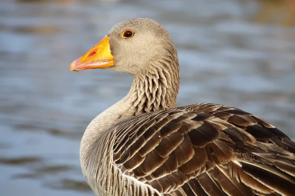 Gemeine Gans — Stockfoto