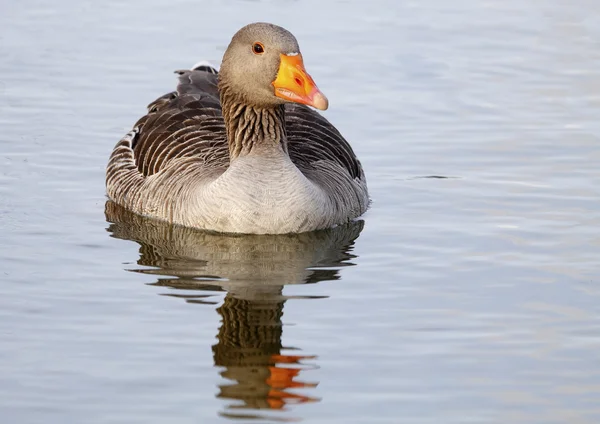 Gemeine Gans — Stockfoto