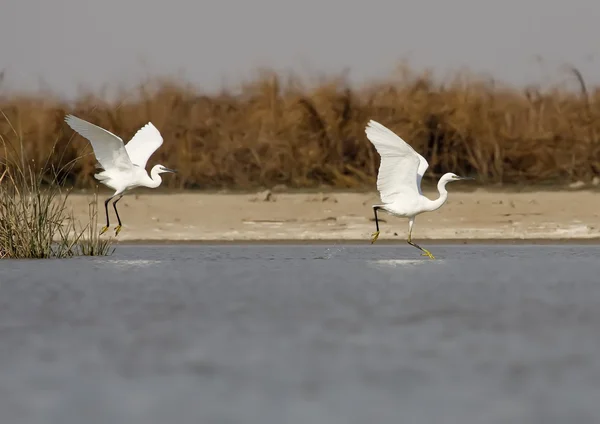 Egret — Stock Photo, Image