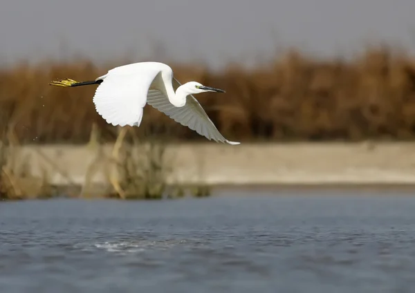 Egret — Stock Photo, Image