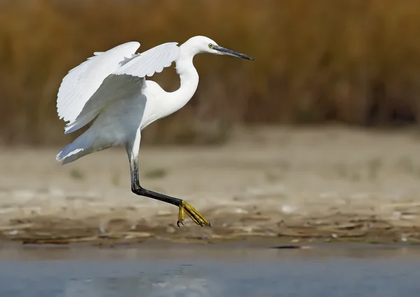 Egret — Stock Photo, Image