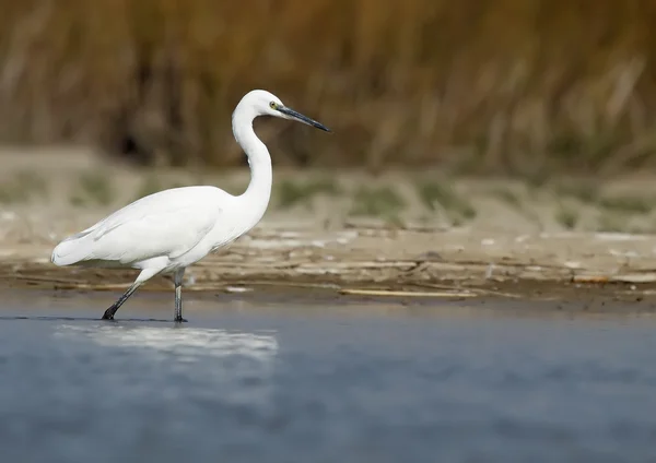 Aigrette — Photo