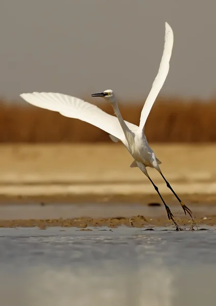 Egret... — Fotografia de Stock