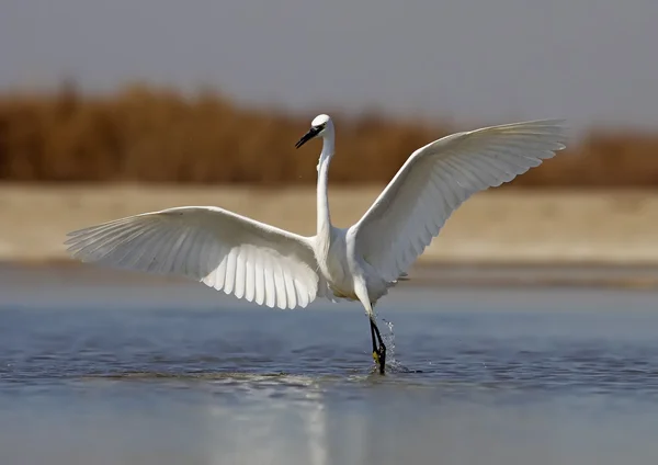 Egret — Stock Photo, Image