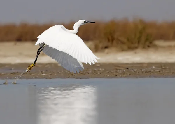 Egret — Stock Photo, Image