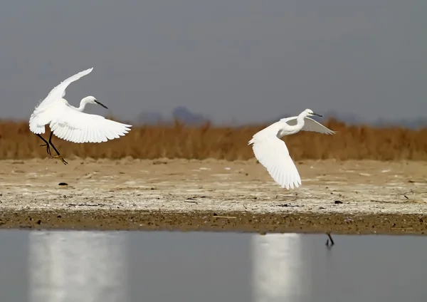 Egret — Stock Photo, Image