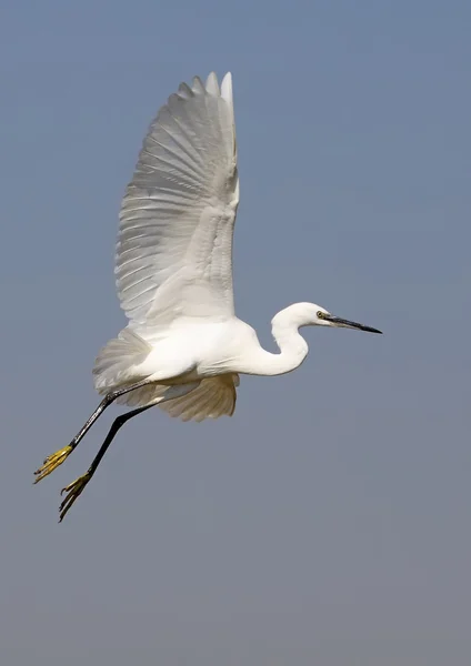 Aigrette — Photo