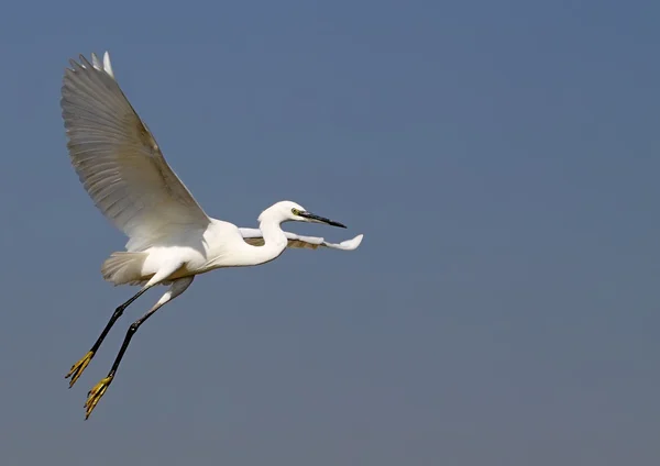 Egret — Stock Photo, Image