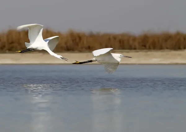 Egret — Stock Photo, Image