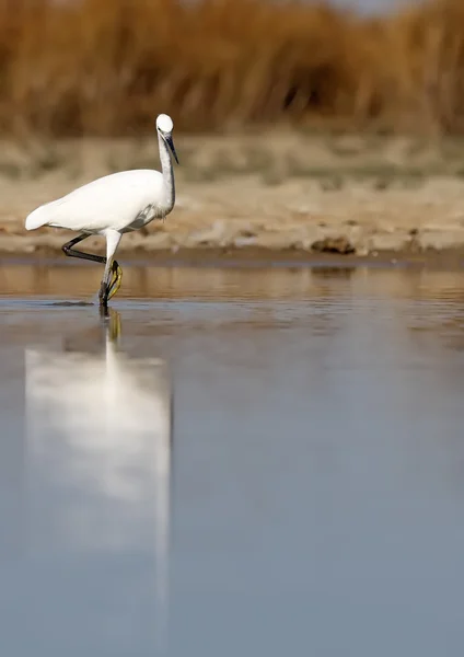 Egret — Stock Photo, Image