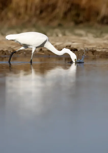 Egret — Stock Photo, Image