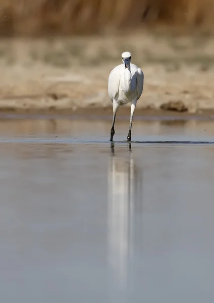 Egret... — Fotografia de Stock