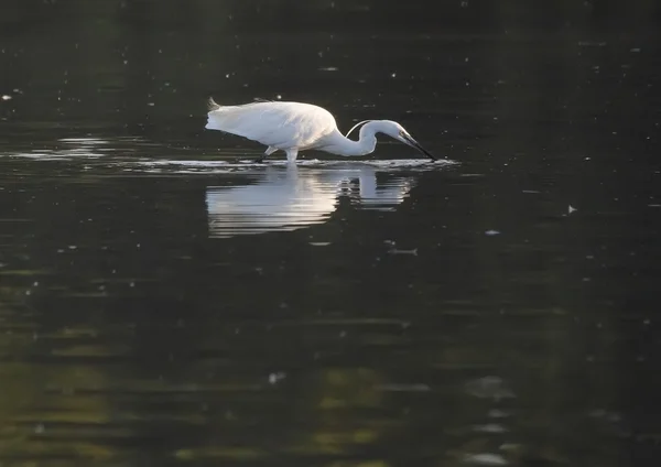 Egret — Stock Photo, Image