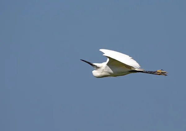 Egret... — Fotografia de Stock