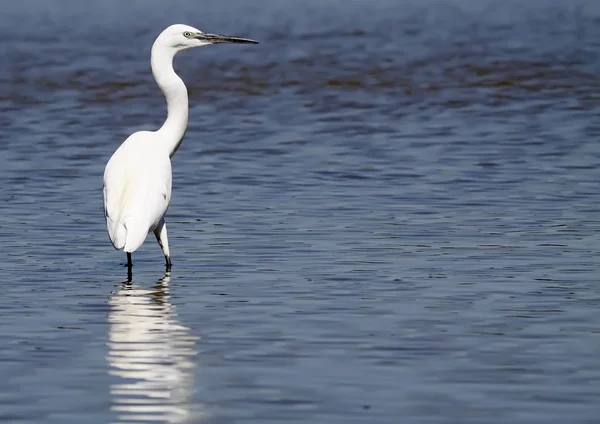 Aigrette — Photo