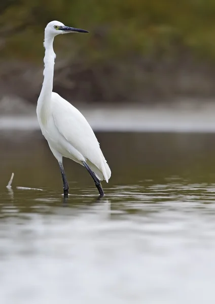 Seidenreiher — Stockfoto