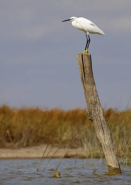 Seidenreiher — Stockfoto