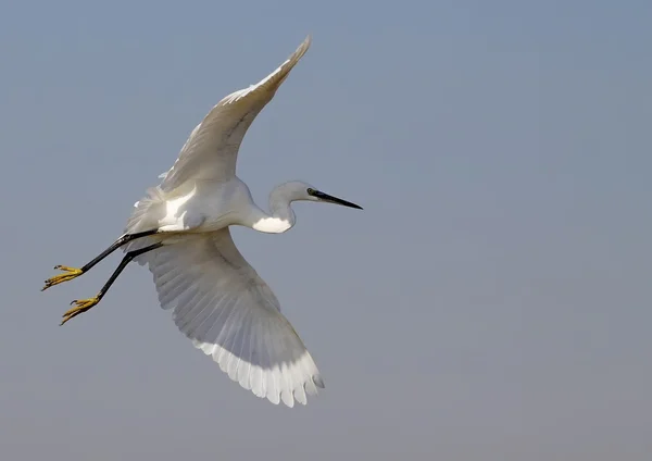 Egret... — Fotografia de Stock