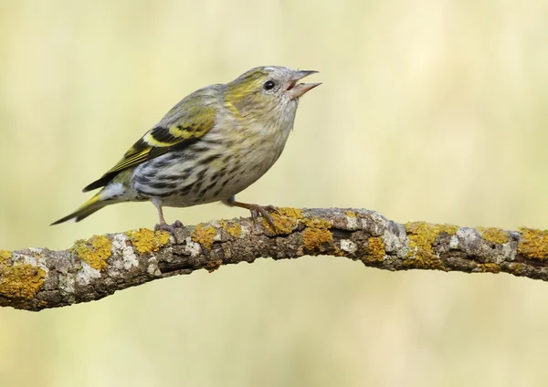 Goldfinch — Stock Photo, Image