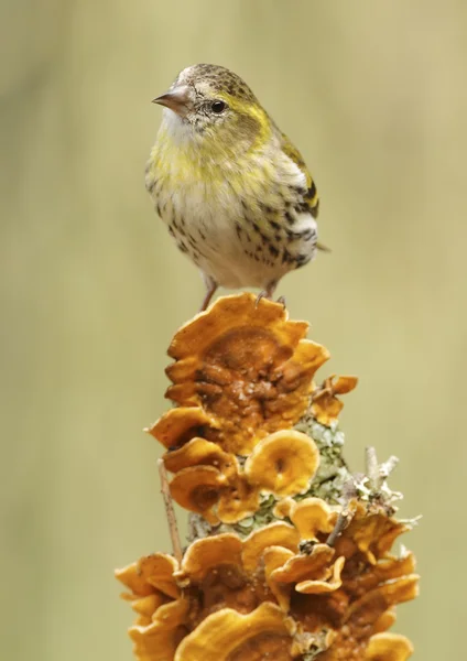 Goldfinch — Stock Photo, Image