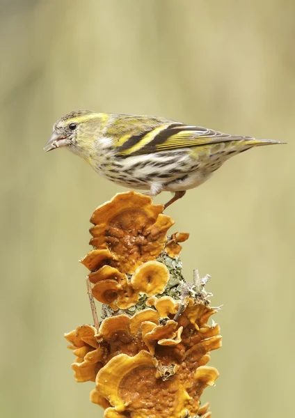 Goldfinch. — Fotografia de Stock