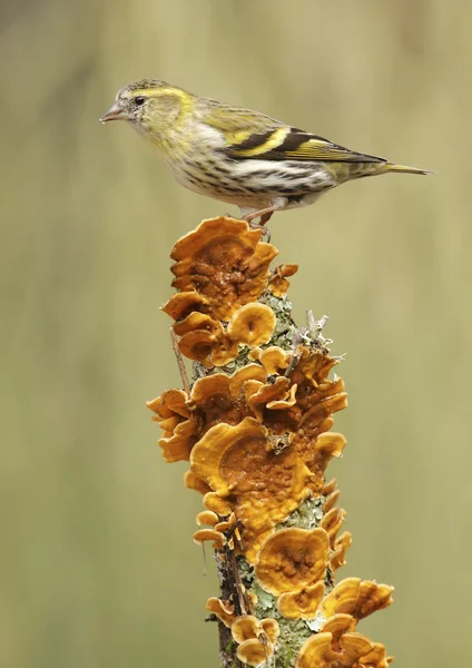 Cardellino — Foto Stock