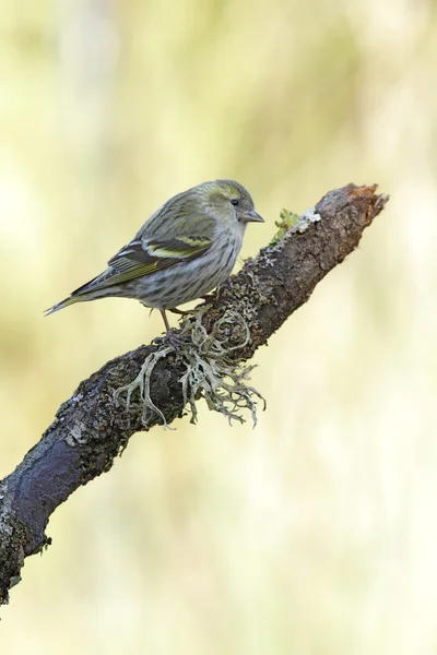 Cardellino — Foto Stock