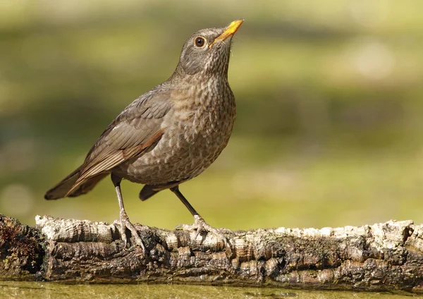 Amsel — Stockfoto