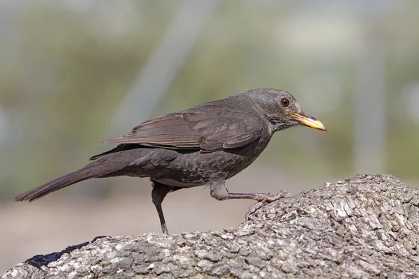 Björnfågel — Stockfoto